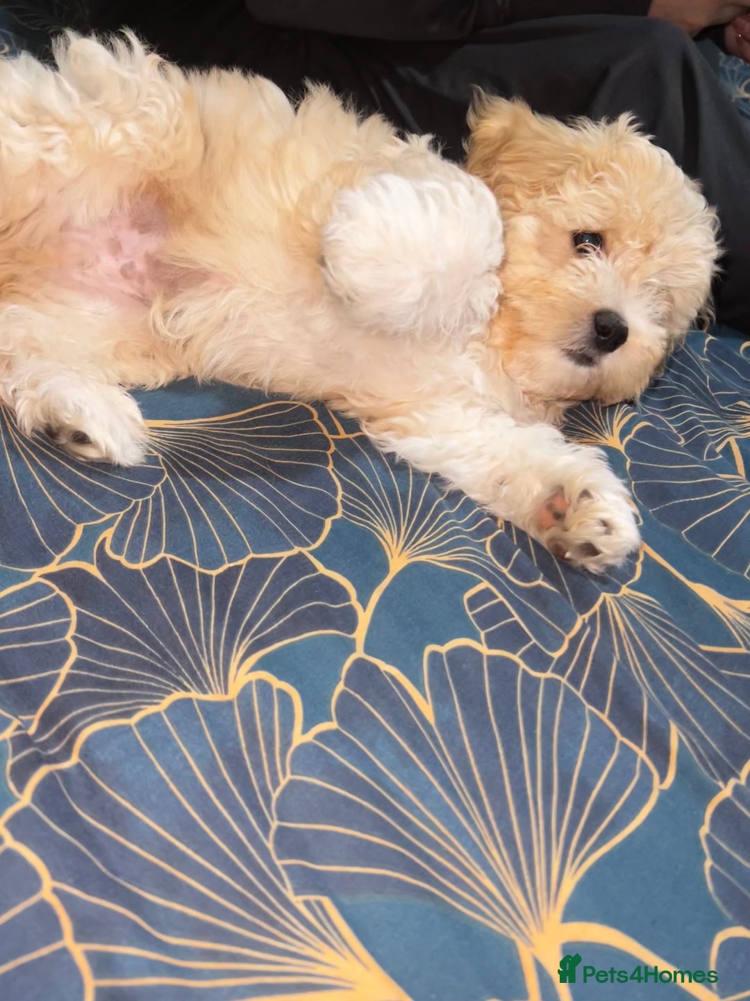 Bichon Frise dogs for sale: Bichon Frise - very rare - Goldie  - Image 8
