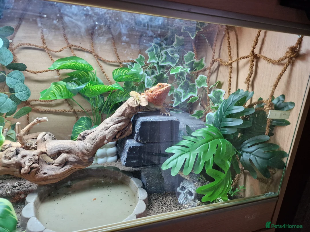 Bearded Dragon reptiles for sale: Bearded dragon and setup for sale - Advert 7