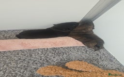 Mixed Breed dogs for sale: Chaffy puppies - Image 25