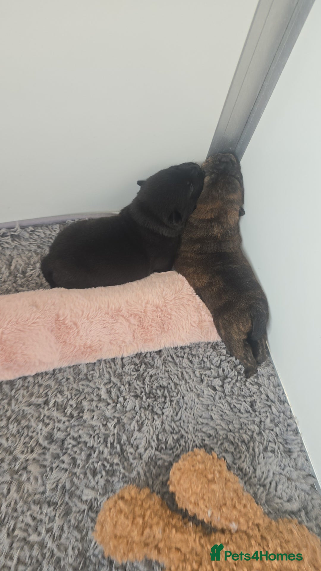 Mixed Breed dogs for sale: Chaffy puppies - Image 25