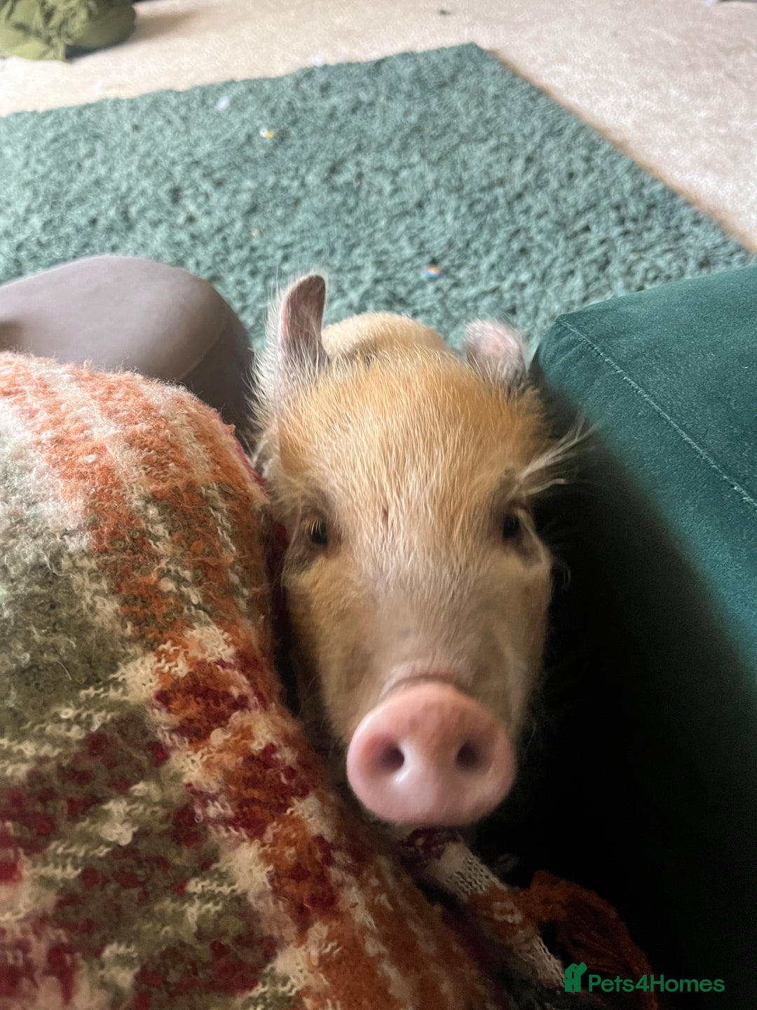 Pig livestock for sale: Margot the pig  - Advert 3
