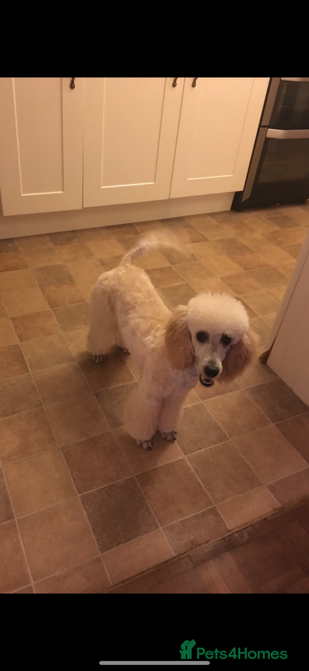 Cockapoo dogs for sale: F1 Cockapoo Puppy’s  - Image 15