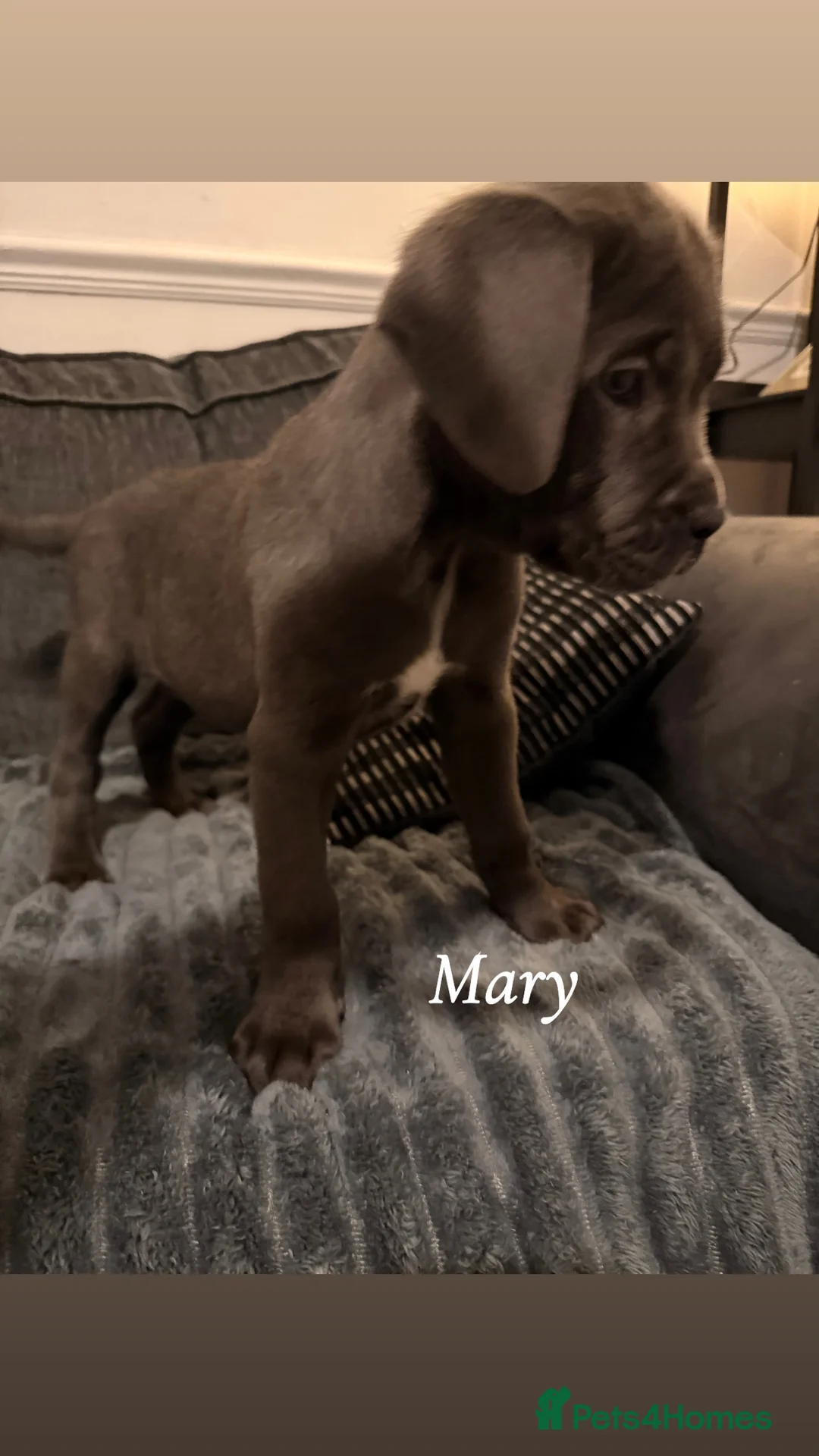 Cane Corso dogs for sale: Blue/lilac cane corsos  - Advert 27