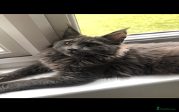 Maine Coon cats for sale: Black/Blue Smoke Maine Coon - Image 2