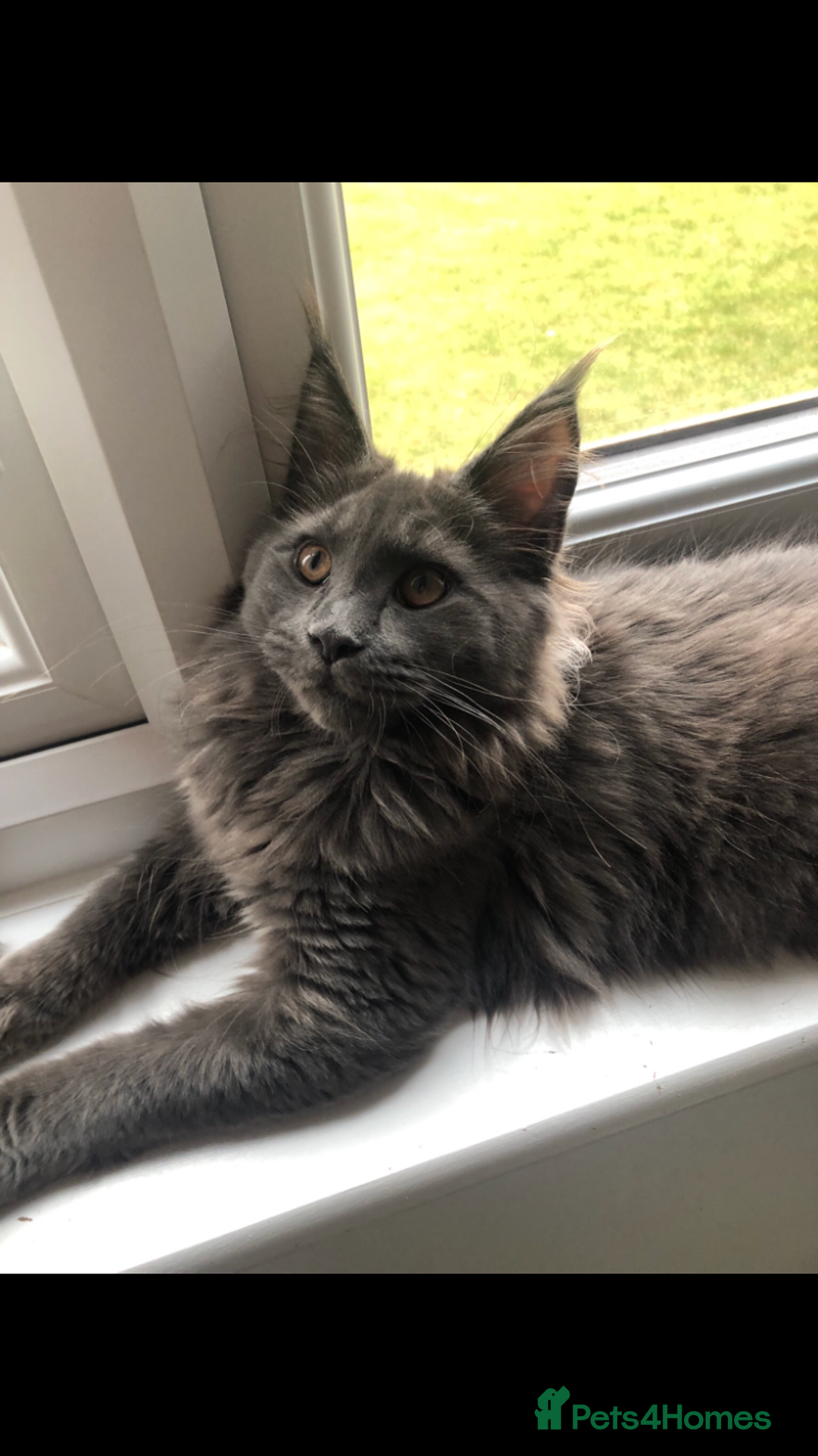 Maine Coon cats for sale: Black/Blue Smoke Maine Coon - Image 2