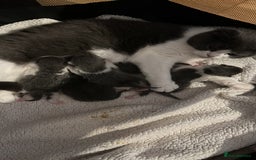 British Shorthair cats for sale: 4 Bicolour British Shorthair boys looking new home - Image 11