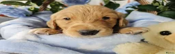 Golden Retriever dogs for sale: Delightful KC registered golden retriever puppies - Advert 3