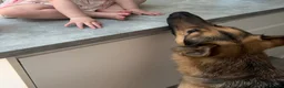 German Shepherd dogs for sale: German Shepherd - Jango  - Advert 20