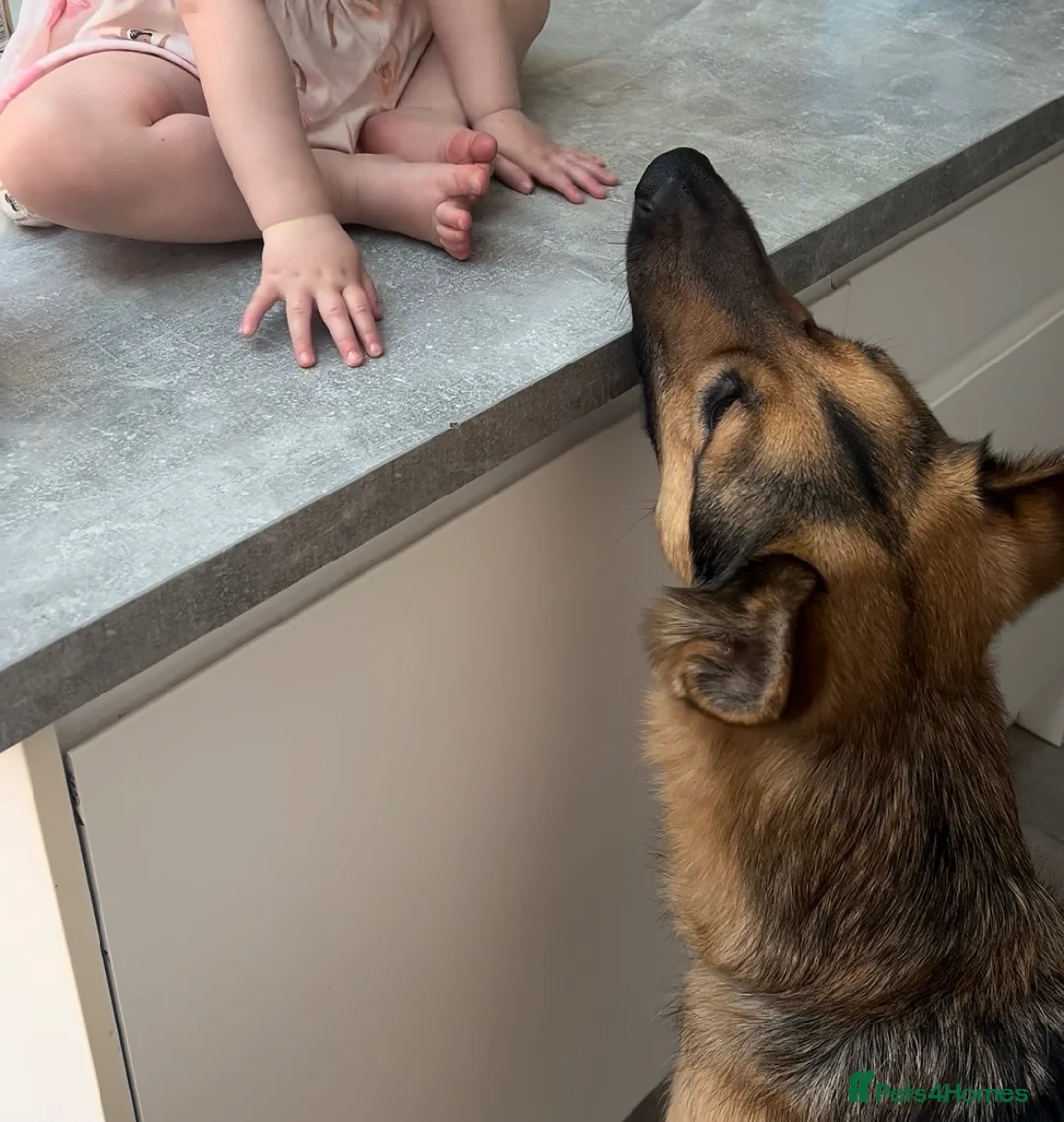 German Shepherd dogs for sale: German Shepherd - Jango  - Advert 20