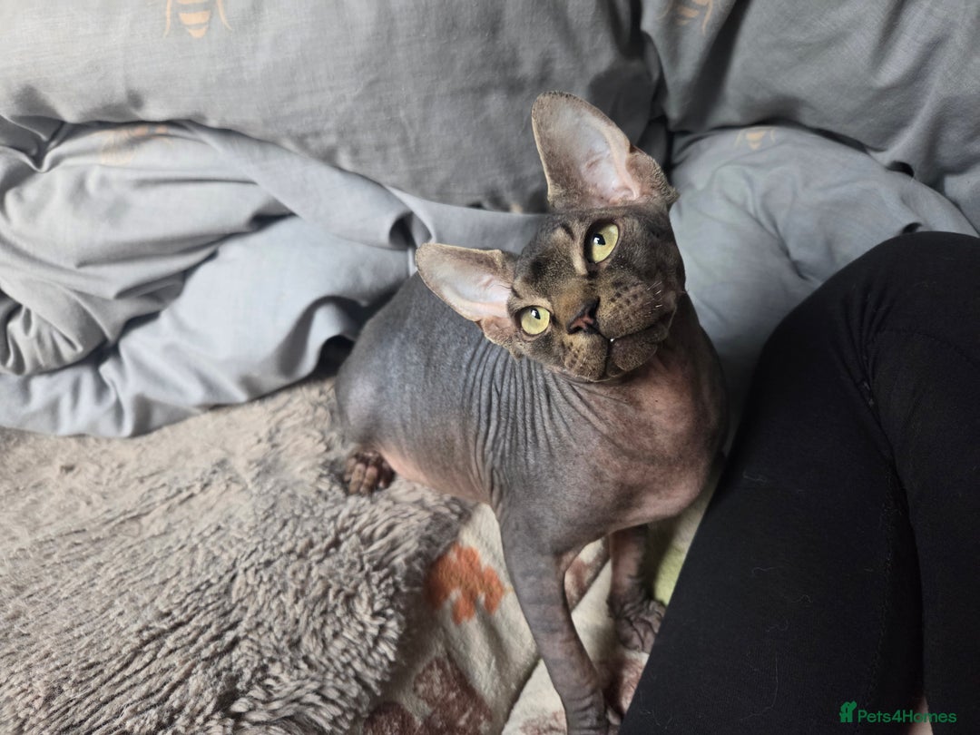 Sphynx cats for sale: 5 month old blue tabby sphynx kitten - Advert 6