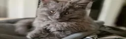 Mixed Breed cats for sale: Maine Coon x Marble Bengal kittens, mixed breed - Advert 30