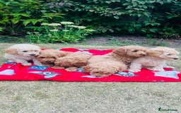 Labradoodle dogs for sale: Chunky Miniature Soft Curled Labradoodle Pups - Image 27