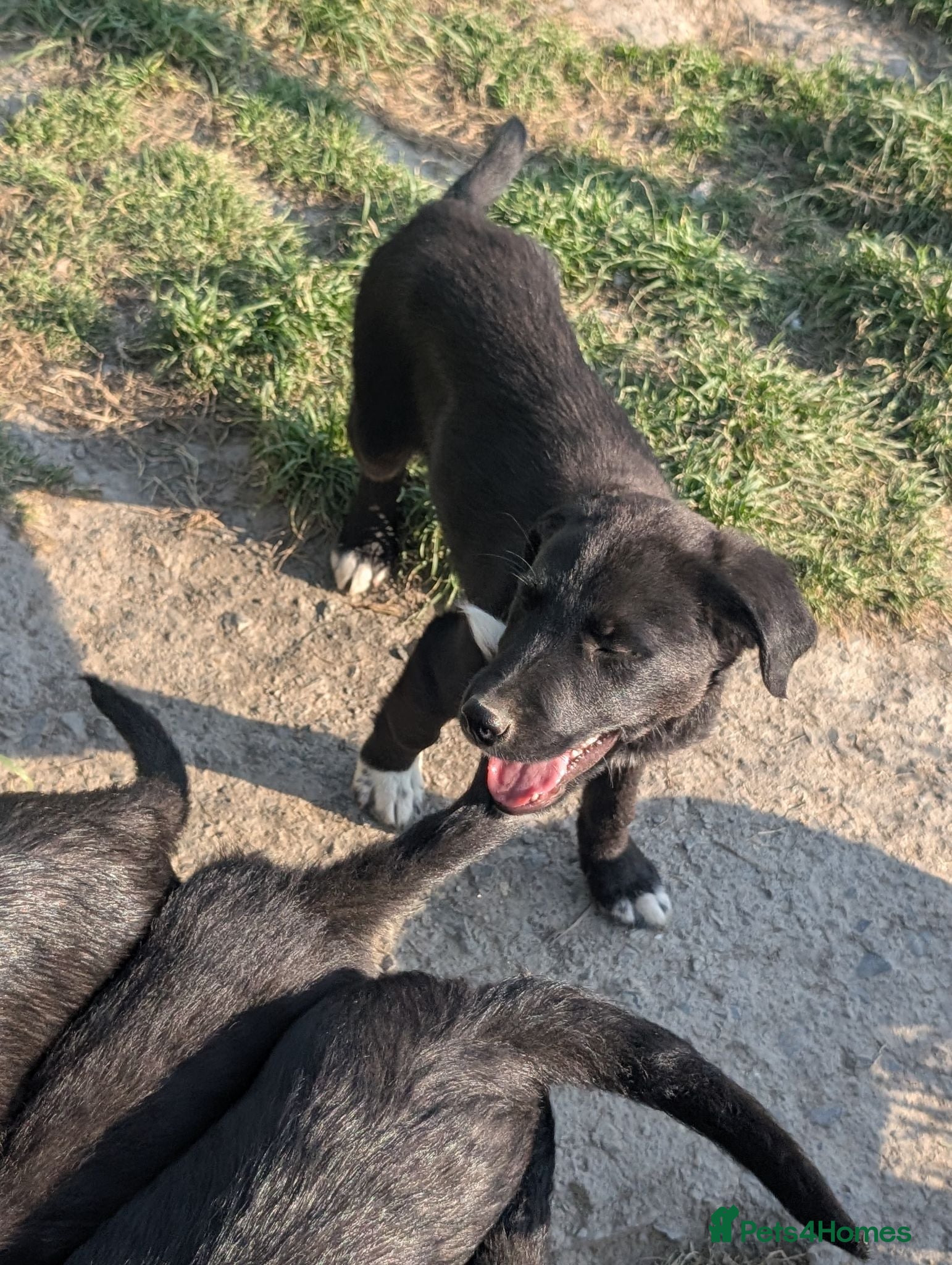 Borador dogs for sale: Boradors pups *READY NOW* - Advert 1
