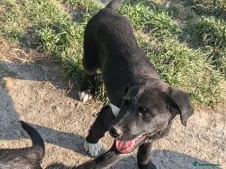 Borador dogs Boradors pups *READY NOW* - Advert 1