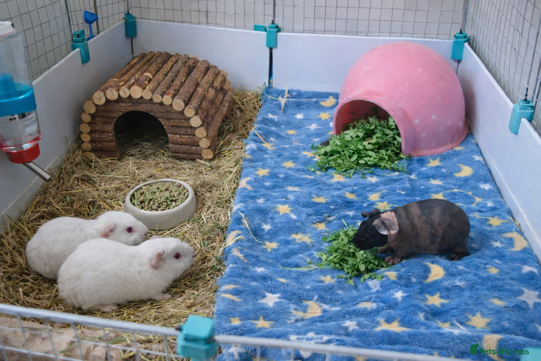 Guinea Pig rodents for sale: SKINNY PIGS (& fluffy pigs) FOR SALE  - Advert 2