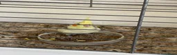 Cockatiels birds for sale: Cockatiel that needs rehoming  in Warrington - Advert 4