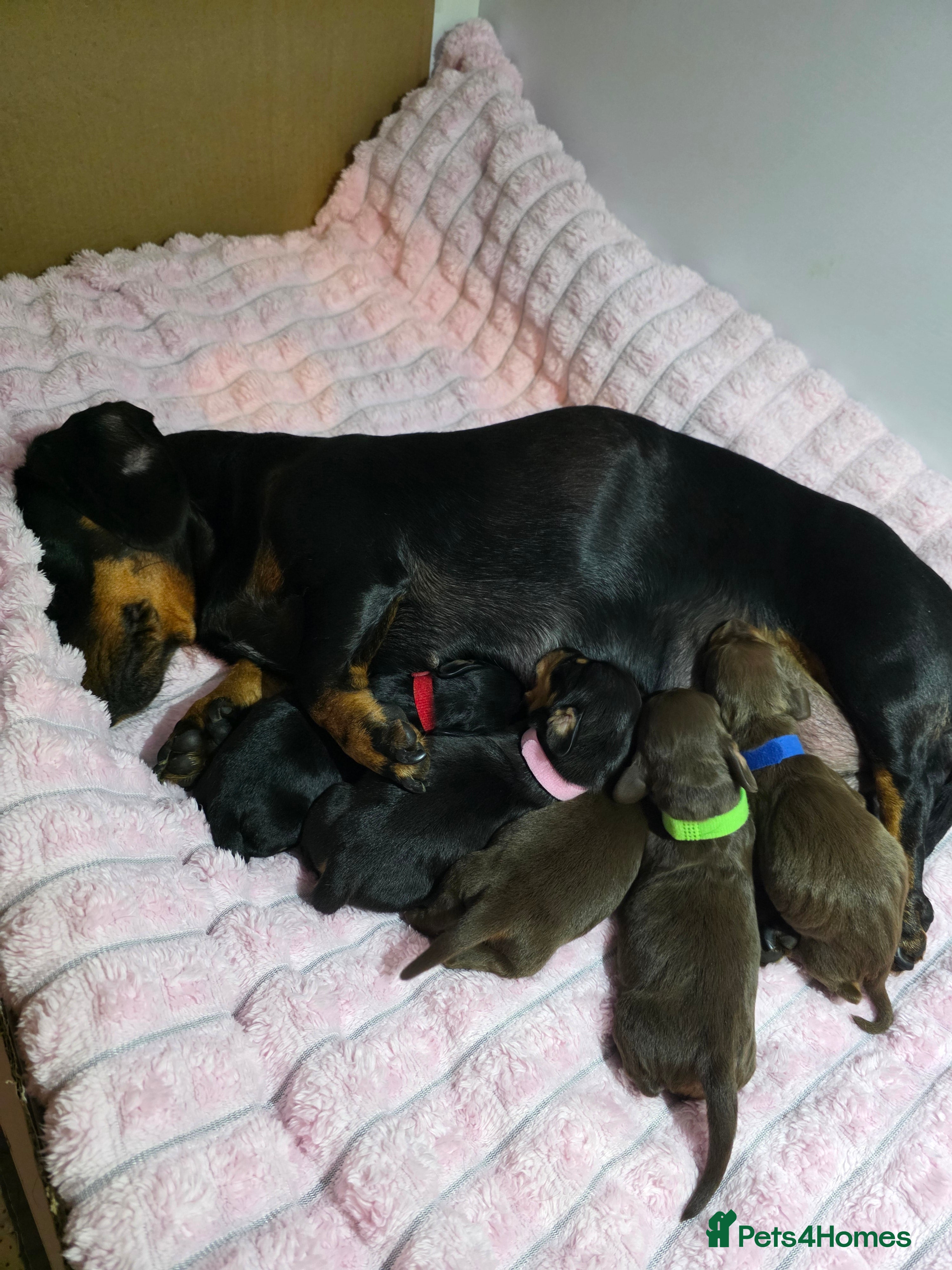Miniature Dachshund dogs Mini dachshund puppies 🐶  - Advert 3