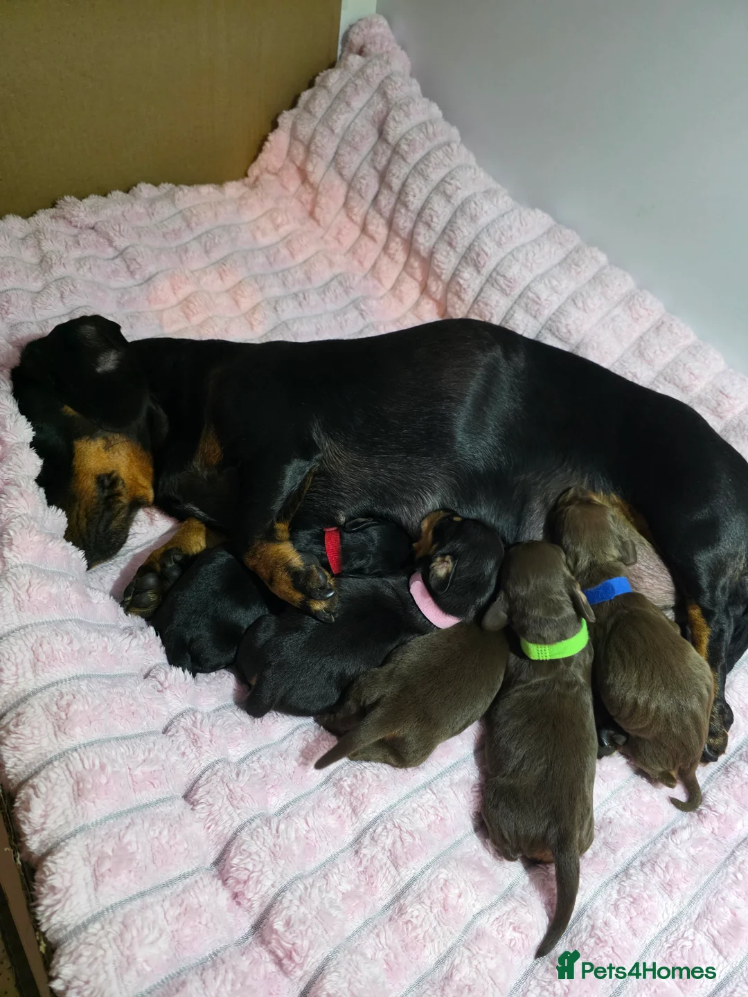 Miniature Dachshund dogs for sale: Mini dachshund puppies 🐶  - Advert 2