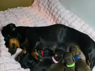 Miniature Dachshund dogs Mini dachshund puppies 🐶 available now - Advert 1