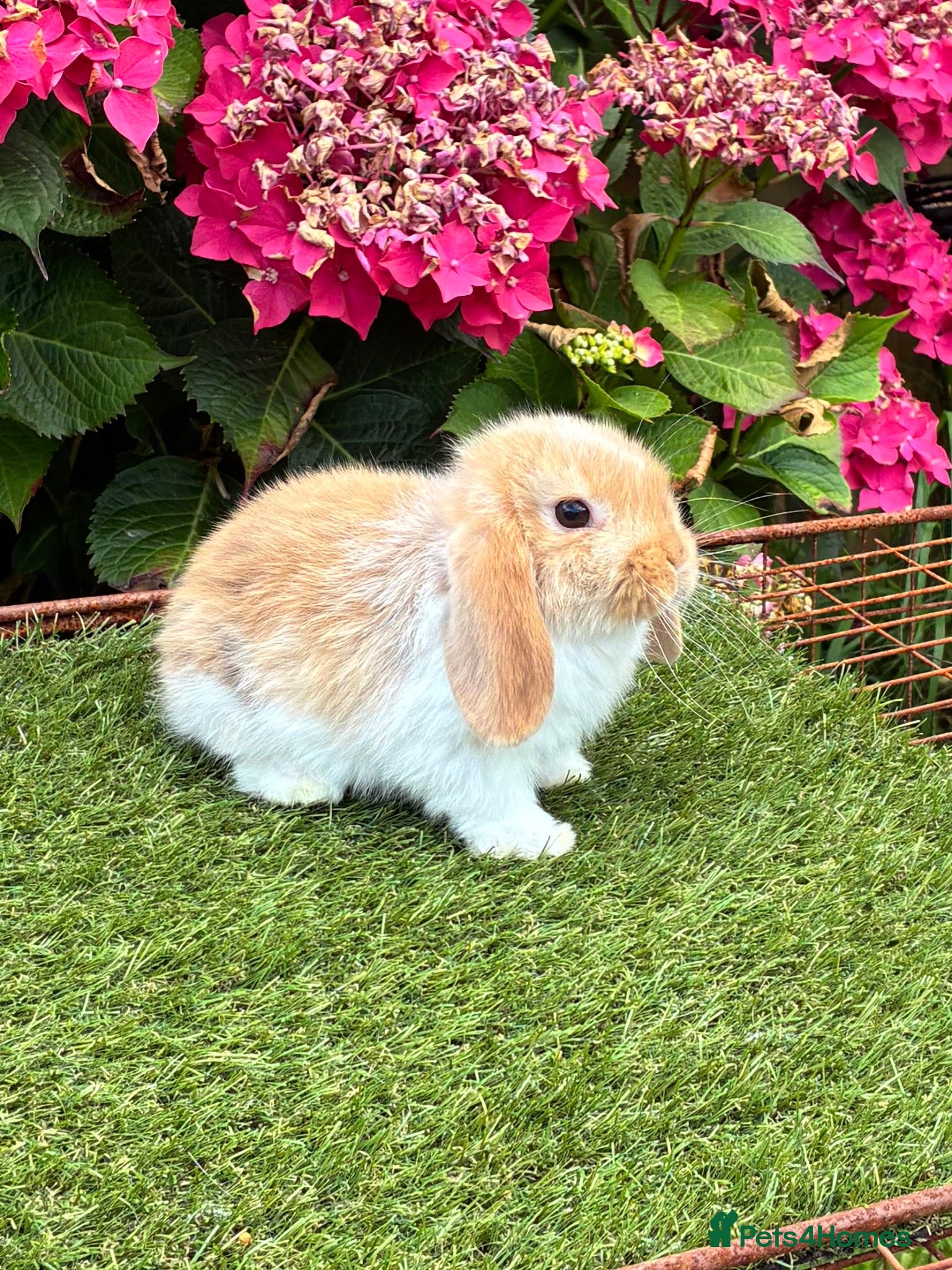 Mini Lop rabbits Pure bred mini lops baby rabbits . - Advert 1
