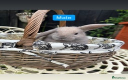 Mini Lop rabbits for sale: Baby Rabbits - Image 6