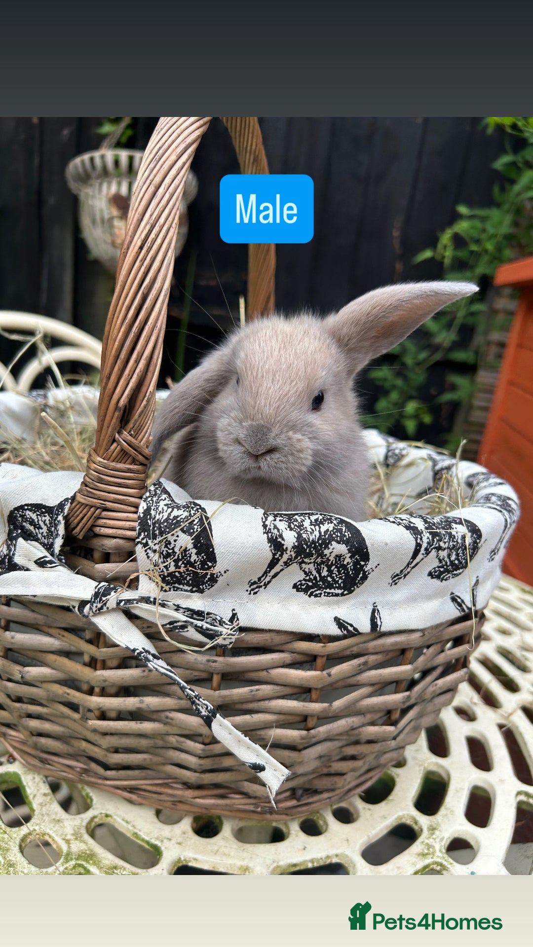 Mini Lop rabbits for sale: Baby Rabbits - Image 6