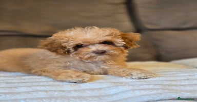Cavapoo dogs - Advert 1