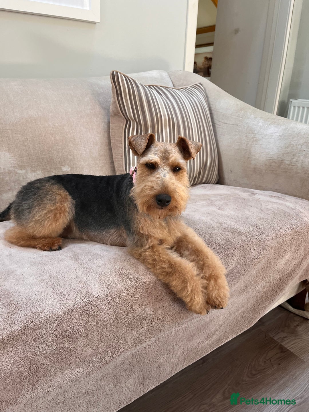 Welsh Terrier dogs for sale: Top Quality Welsh Terrier Male Puppies for Sale - Advert 12