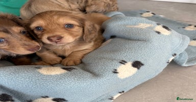 Dachshund dogs - Advert 6