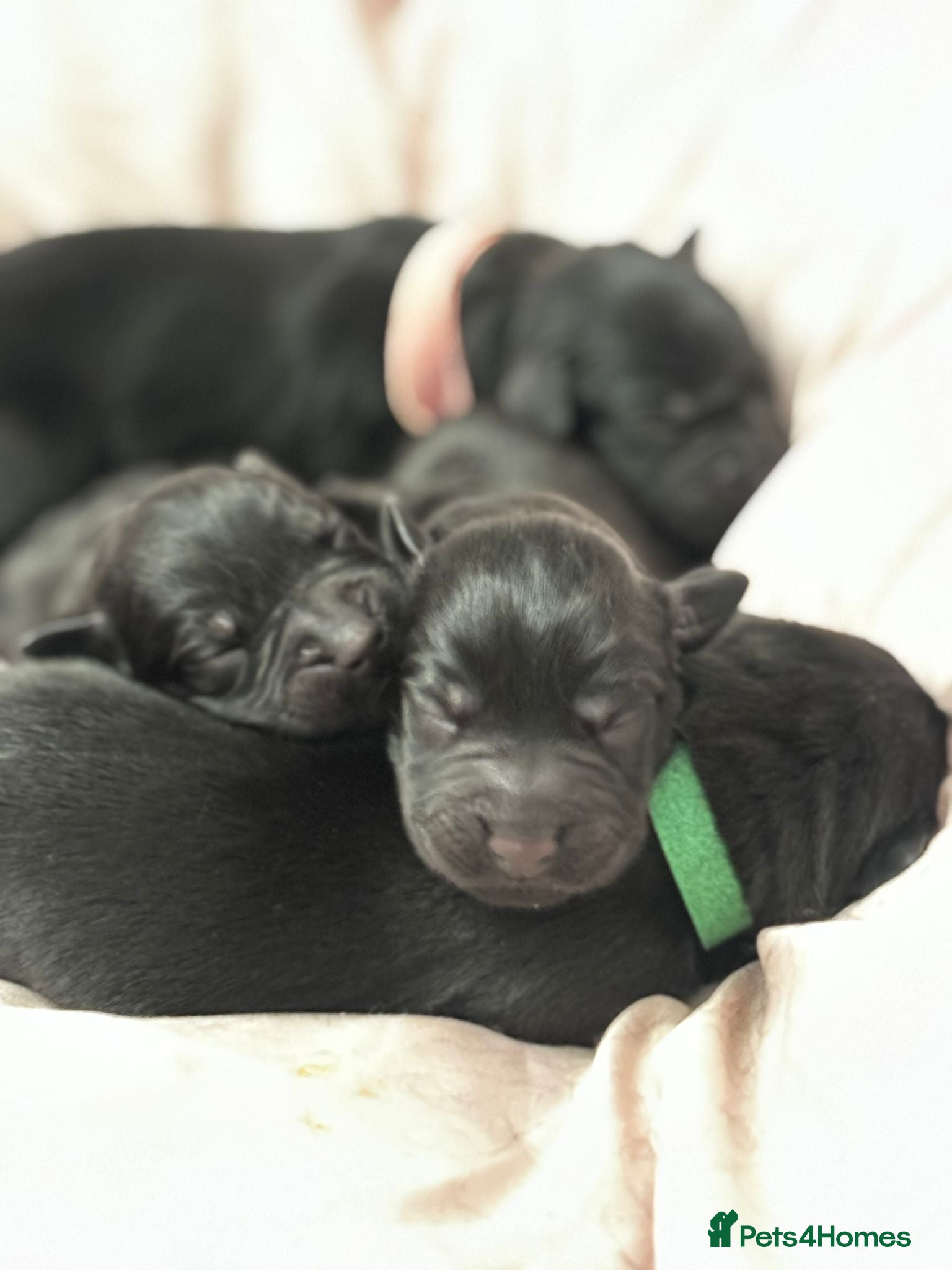 Labrador Retriever dogs Black Labradors  - Advert 7