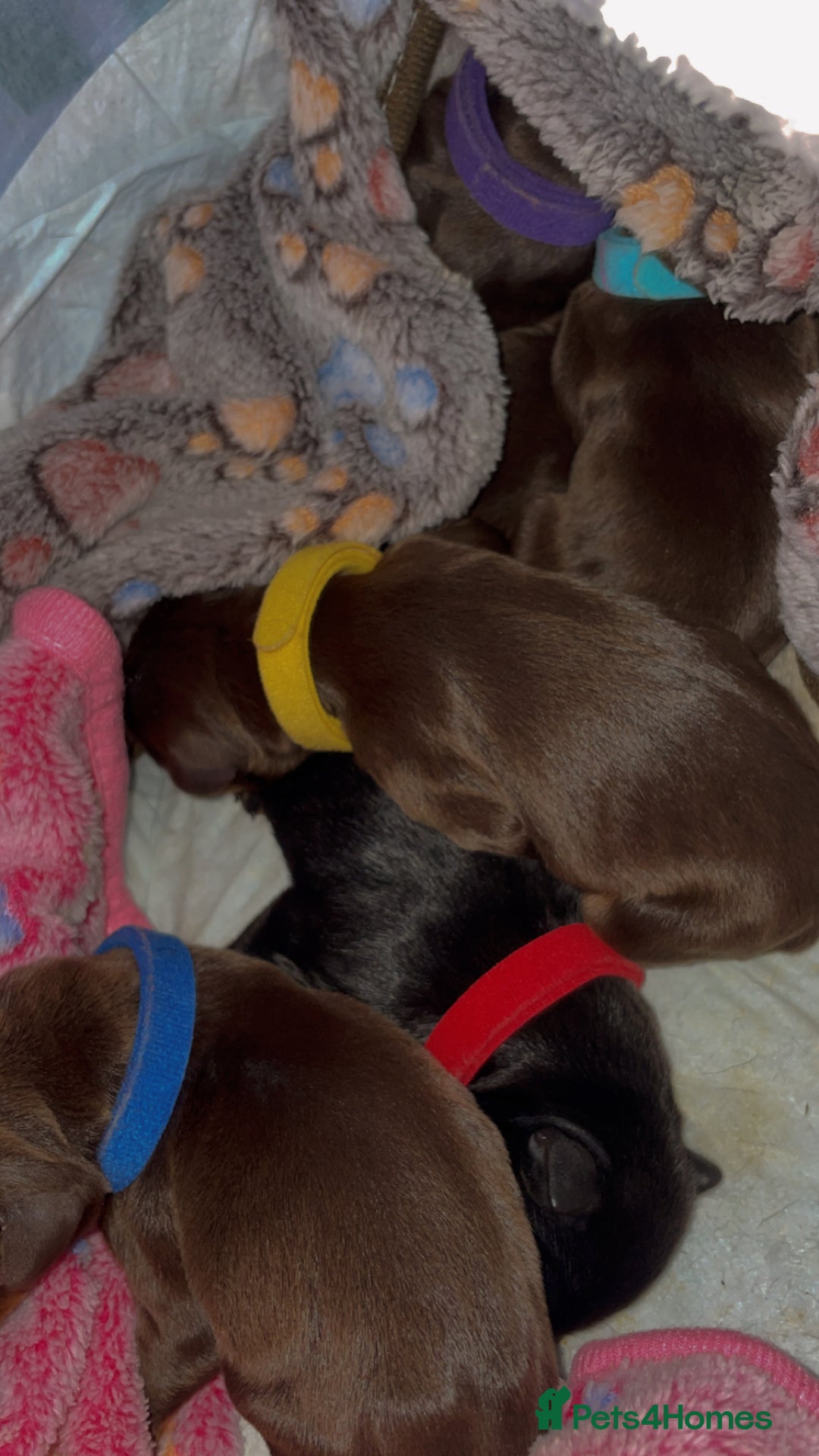 Dobermann dogs for sale: Doberman Puppies For Sale  - Image 13