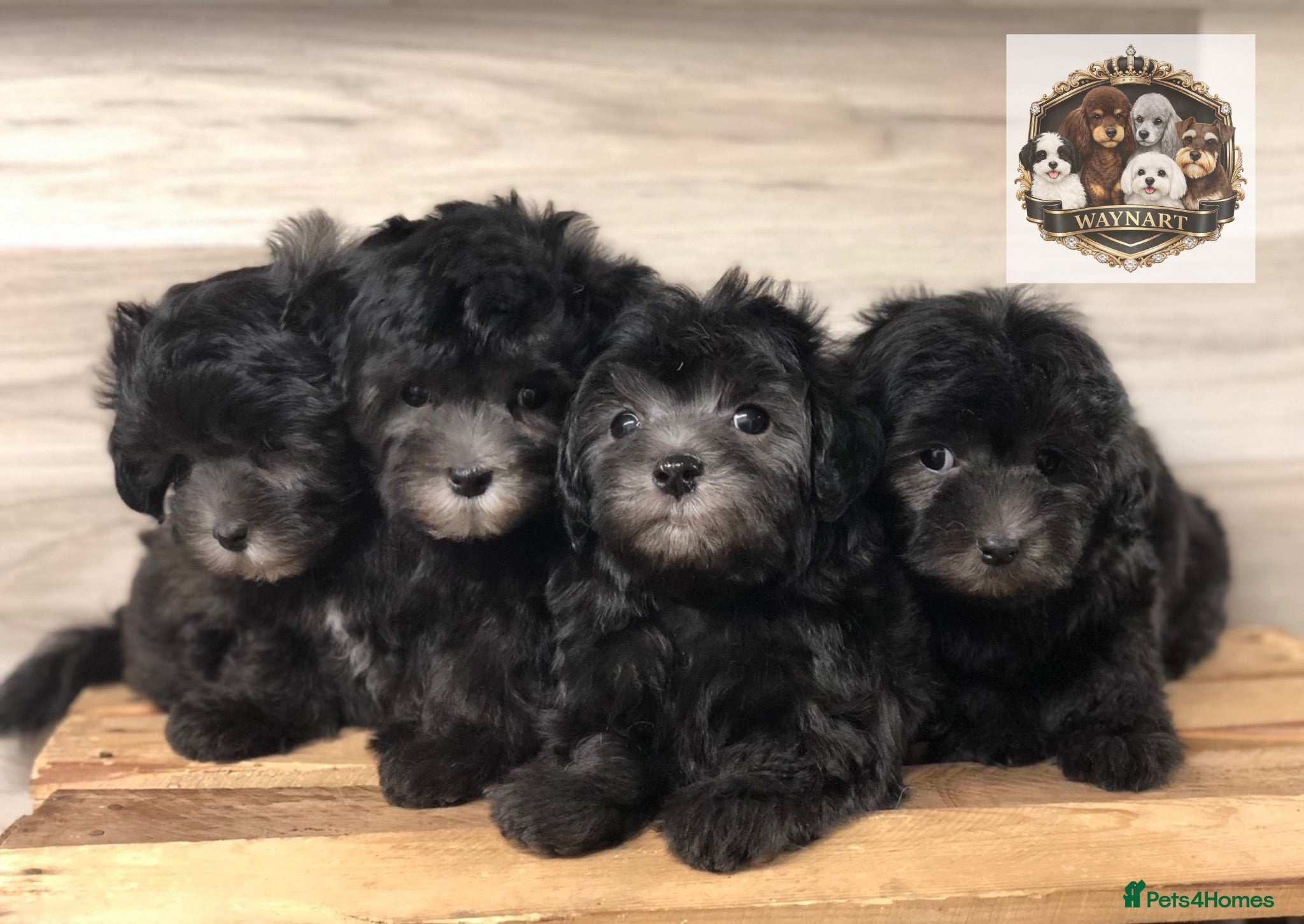 Maltipoo dogs 💎 OUTSTANDING TINY KOREAN MALTIPOOS 💎  - Advert 2
