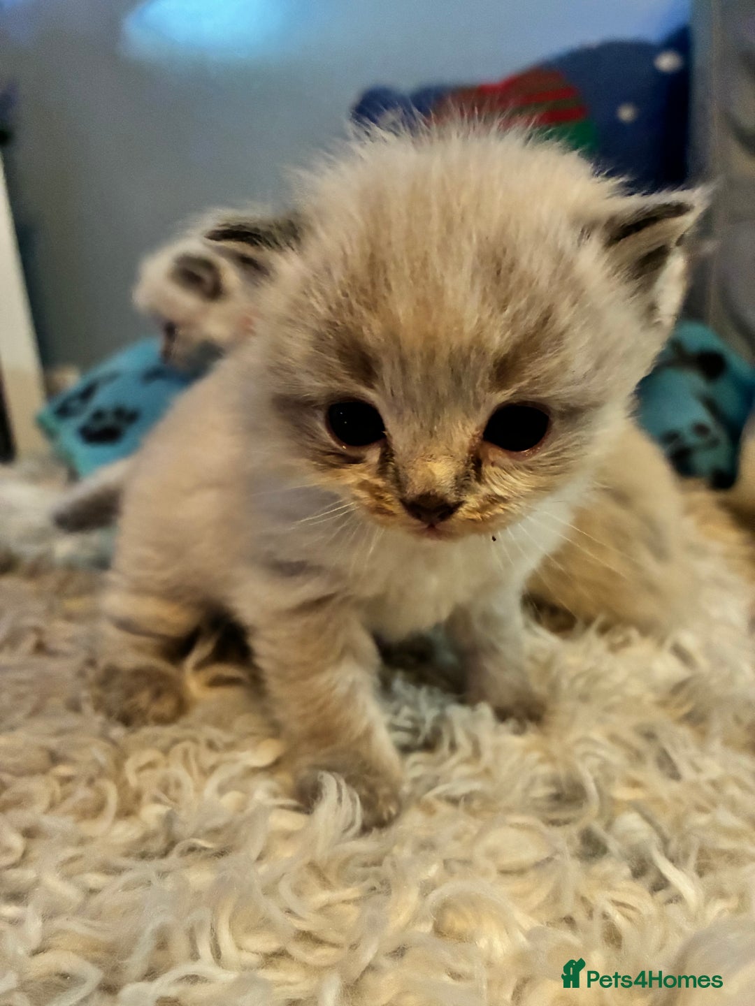 Ragdoll cats for sale: Stunning Ragdoll kittens for sale - Advert 6
