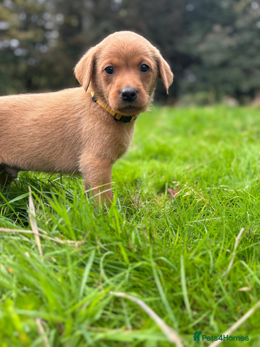 Labrador Retriever dogs for sale: Fox Red Labrador Retrievers - Image 6