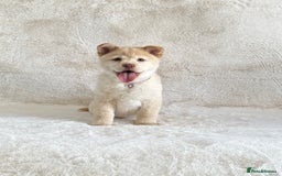 Chow Chow dogs for sale: Exotic colour chowsky puppies for sale  - Image 18