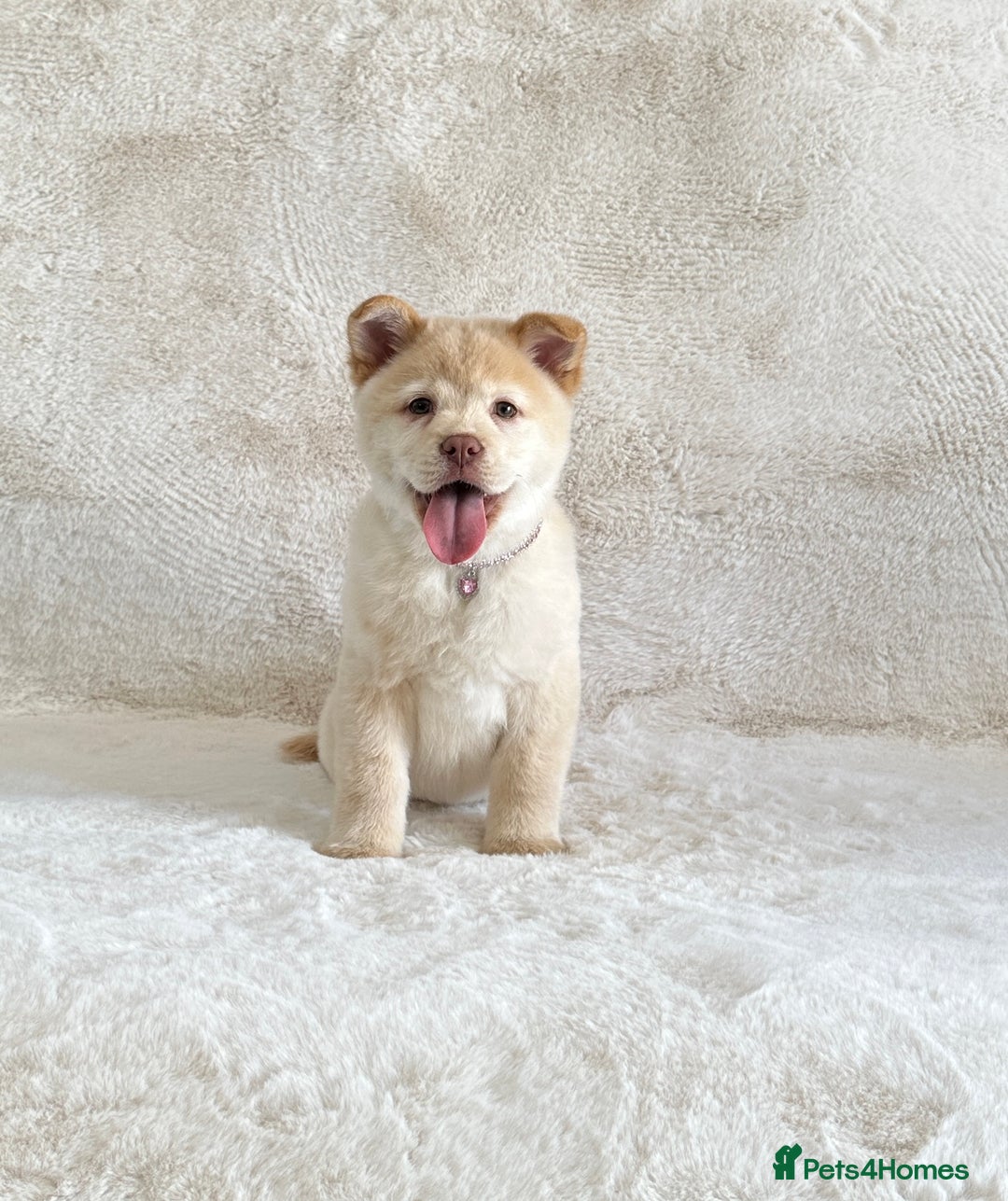 Chow Chow dogs for sale: Exotic colour chowsky puppies for sale  - Image 18