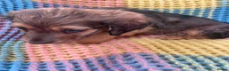 Mixed Breed dogs for sale: Dachshund/terrier puppies  - Advert 6