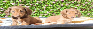Miniature Dachshund Puppy 4