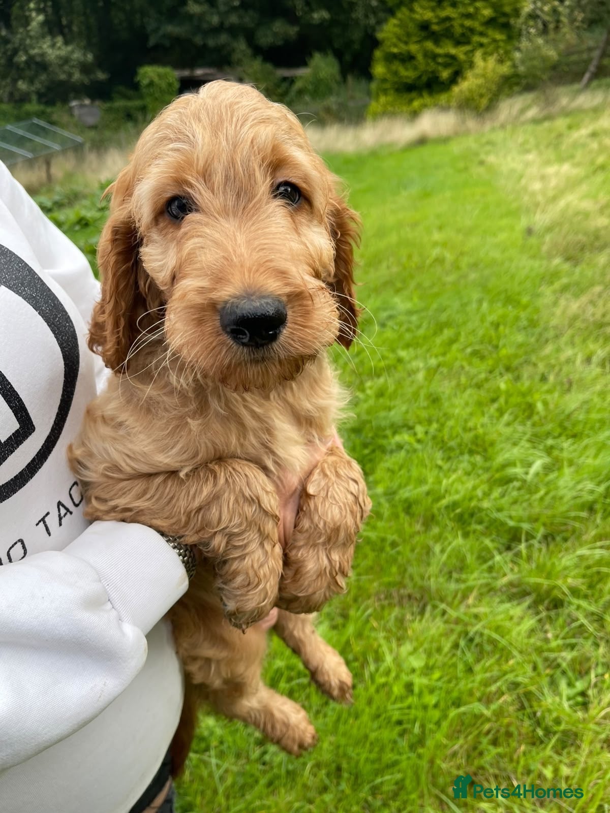 Irish Doodle dogs Beautiful Red Irishdoodles  - Advert 2