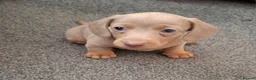 Miniature Dachshund dogs for sale: Miniature Dachshund  - Advert 23