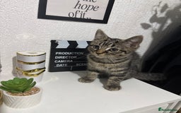Mixed Breed cats for sale: Tabby female Cat / Persian mix - Image 1
