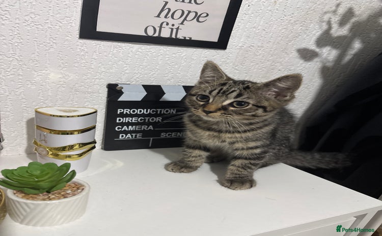 Mixed Breed cats - Advert 11