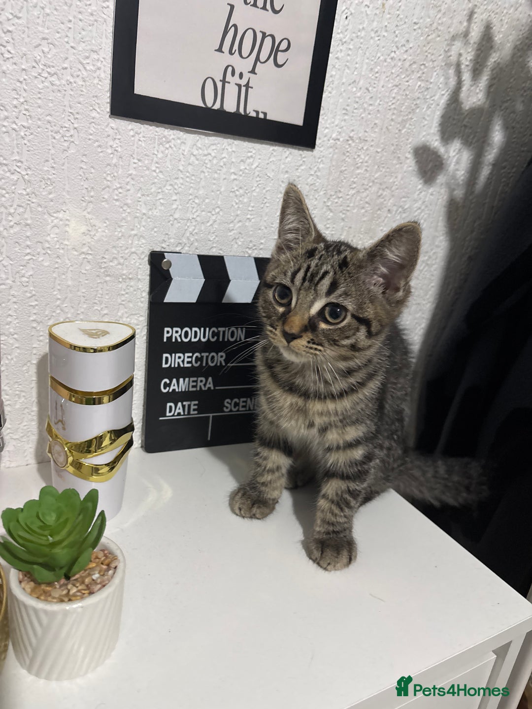 Mixed Breed cats for sale: Tabby female Cat / Persian mix - Image 1