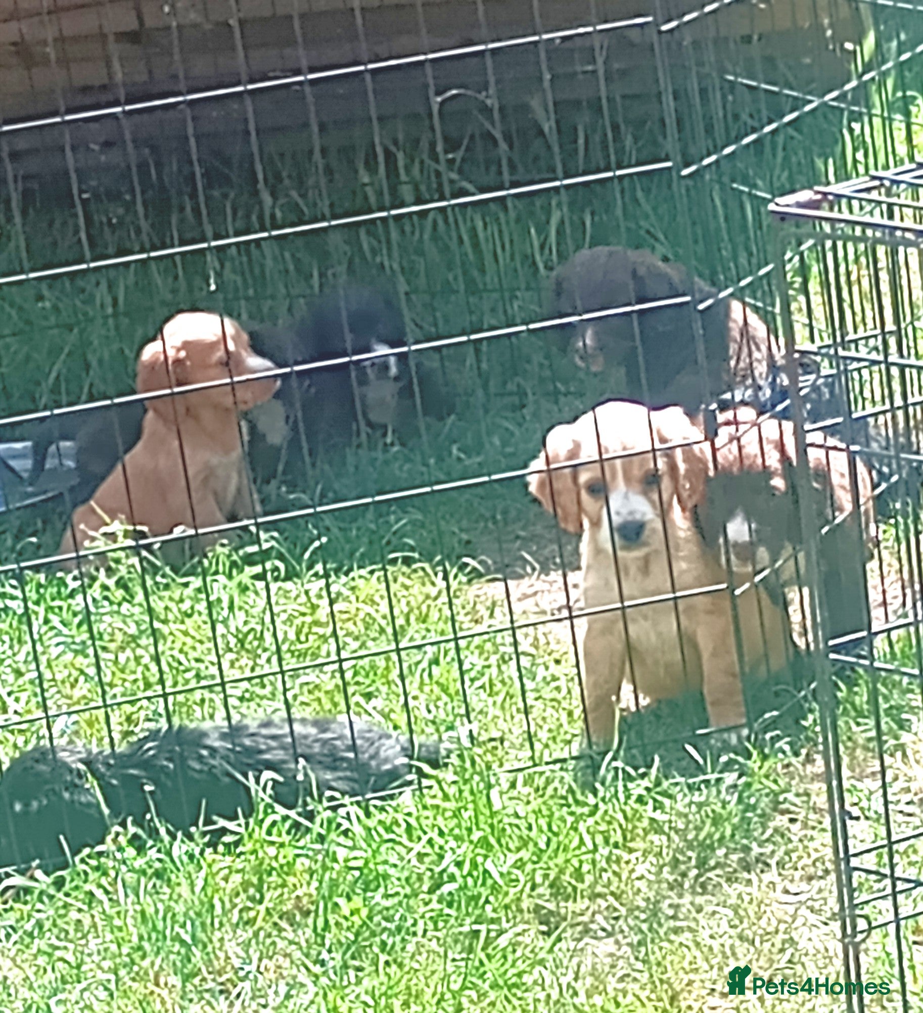 Cocker Spaniel dogs Working cocker spaniel puppies for sale - Advert 6