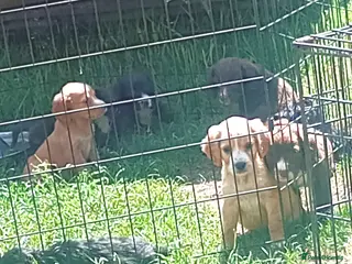Cocker Spaniel dogs Working cocker spaniel puppies for sale - Advert 3