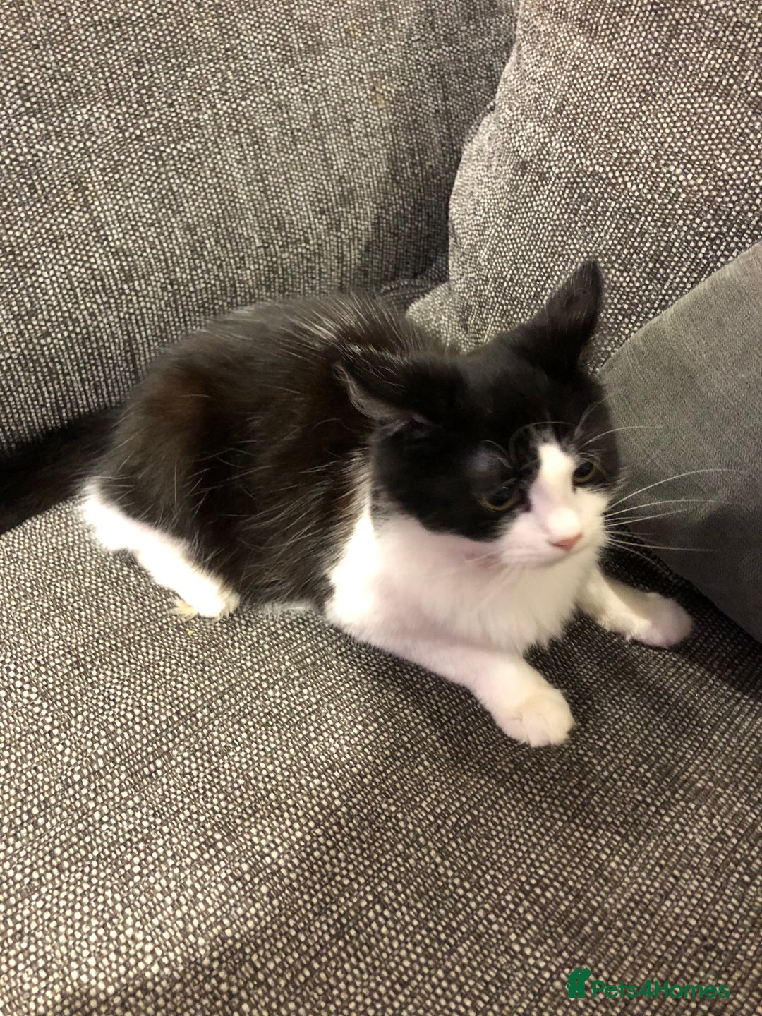 Mixed Breed cats for sale: Female ragdoll cross  - Advert 2