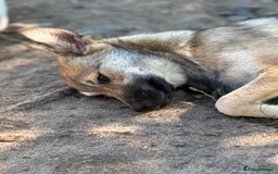 Mixed Breed dogs for adoption: EVIE - a Beautiful & Kind Girl, for a Loving Home - Image 5