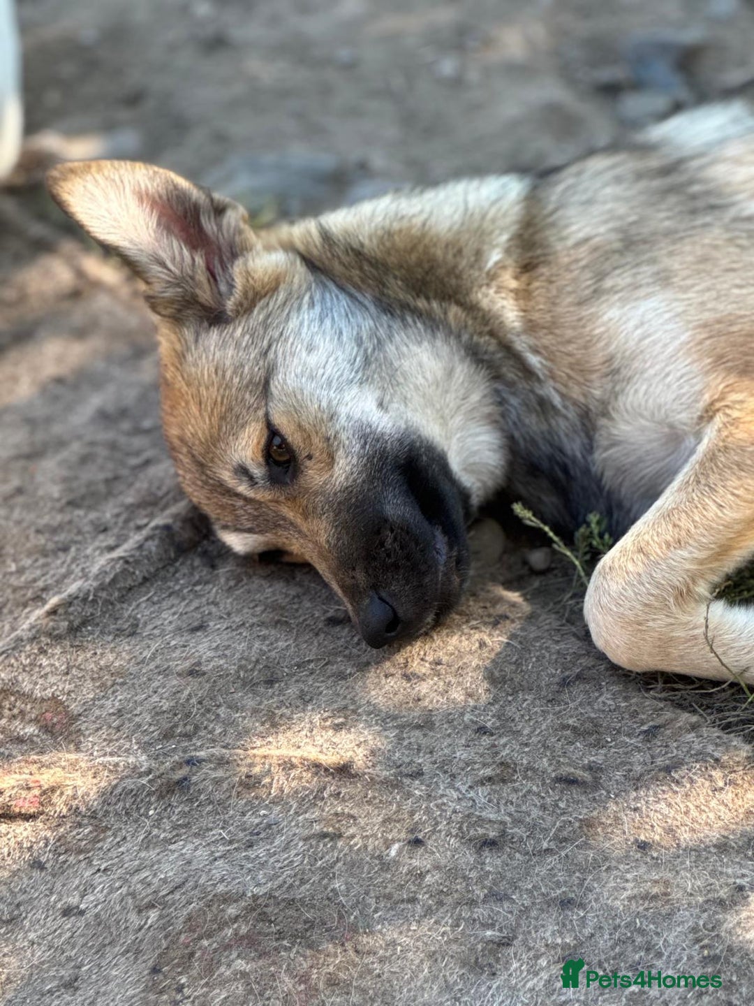 Mixed Breed dogs for adoption: EVIE - a Beautiful & Kind Girl, for a Loving Home - Image 5