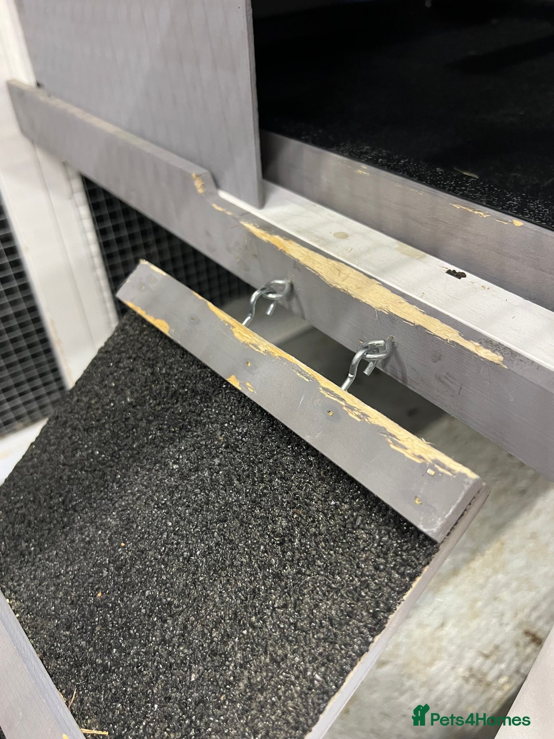 Mini Lop rabbits for sale: 2 Mini Lop + Large Hutch Ready for 5 star Family  - Image 6