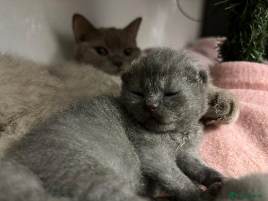 Scottish Fold cats for sale: Scottish fold and Scottish straight kittens!  - Advert 8